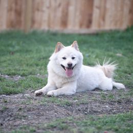 Yuki - Shiba Inu