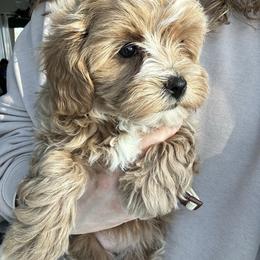 Orange Girl - female Cavapoochon puppy in Clementon, New Jersey from PitterPatterPuppiesNJ