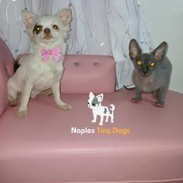 Chihuahua Puppies from Naples Tiny Dogs