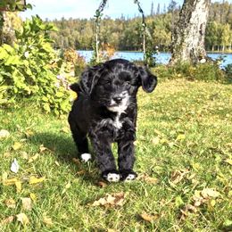 Aussiedoodle Puppies from Paisleys Doodles AK