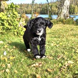 Aussiedoodle Puppies from Paisleys Doodles AK
