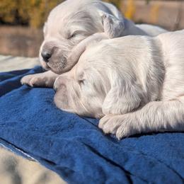 Vega - Light golden female Golden Retriever puppy in Colville, Washington from Rosehaven Homestead