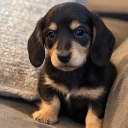 Luna - Black and cream female Dachshund puppy in Salem, Oregon from Longdox Mini Dachshunds