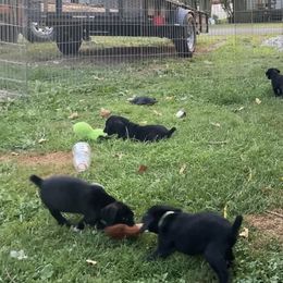 Mountain Cur Puppies from Walnut Ridge Mountain Curs