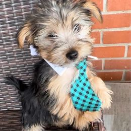 Yorkshire Terriers from Tasha's Yorkies
