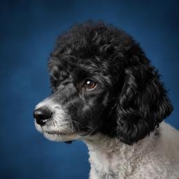 Mollie - Poodle