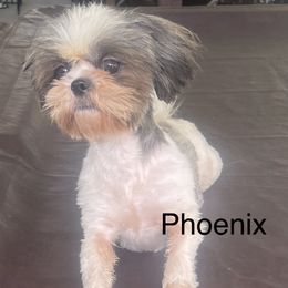 Phoenix - Shih Tzu