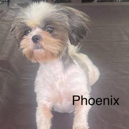 Phoenix - Shih Tzu