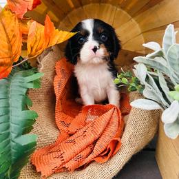 Gouda - Tri-color male Cavalier King Charles Spaniel puppy in Bellevue, Michigan from Phoenix Farm
