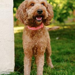 Penny - Goldendoodle