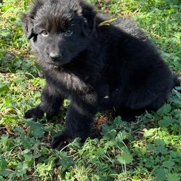 Puma Yellow black female - Black female German Shepherd puppy in Herrick, South Dakota from Dakota Shepherds Kennels