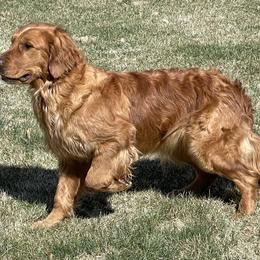 Birdie - Golden Retriever