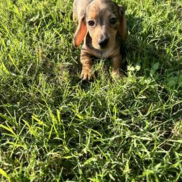 Dachshund Puppies from Story Dachshunds