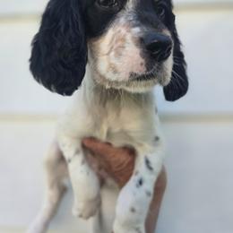 Josie 3 - Blue belton and tan (tri-color) female English Setter puppy in Morrice, Michigan from Wild Bird Setters