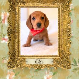 Dachshund Puppies from Vibrant Eyes Doxies