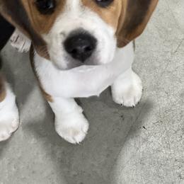 Beagle Puppies from Leslie Beagles of Leslie Farm