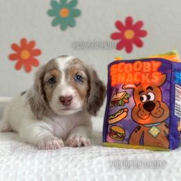 Scrappy-Doo - Dapple male Dachshund puppy in Chandler, Arizona from Vonaducci Doxies, LLC.