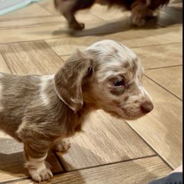 Bluey Bell - Dapple Dachshund puppy in Lafayette, Louisiana from Andrepont Dachshunds