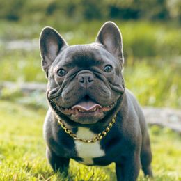 Lito - French Bulldog