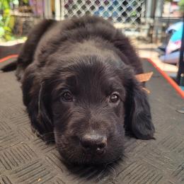 Flat-Coated Retriever Puppies from Chantal Kennel FCR's raised by Josie LeBalch