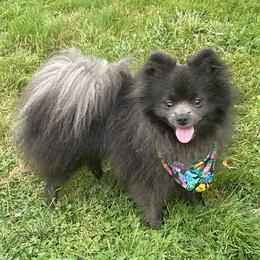 Buddy - Pomeranian
