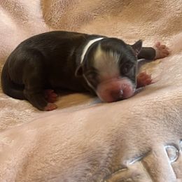 Girl 4 - Red & white female Miniature Australian Shepherd puppy in Norco, California from River Springs Aussies