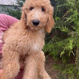 Malt - Goldendoodle puppy from Golden Pine Designer Doodles