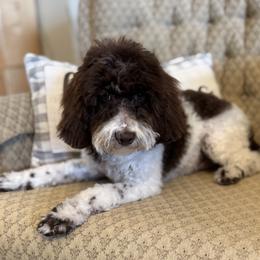 Australian Labradoodle, Goldendoodle, and Poodle Puppies from Leila Pearson