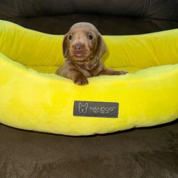 Cutie - Fawn (isabella) and tan female Dachshund puppy in Homestead, Florida from Weenie Land Miami