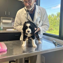 Bernedoodle Puppies from Palmetto Bernedoodles Boutique