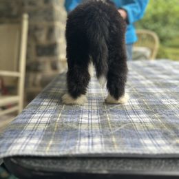Bearded Collie and Border Collie Puppies from Beloved Bearded & Border Collies