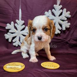 Icey - Blenheim male Cavalier King Charles Spaniel puppy in Kermit, West Virginia from Stonecoal Cavaliers