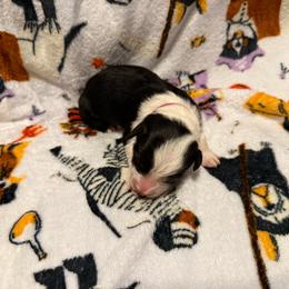 Salem - Black and white female Border Collie puppy in Griffin, Georgia from Cloudland Border Collies