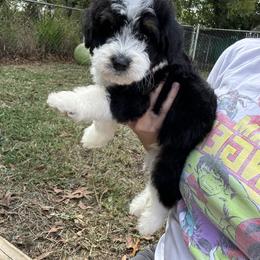 Bernedoodle and Goldendoodle Puppies from OHDoodles FL