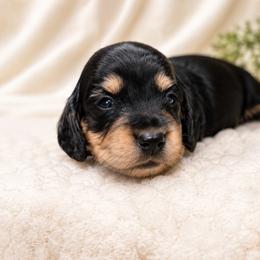 Daisy - Black and cream female Dachshund puppy in Mesa, Arizona from Dach Army LLC