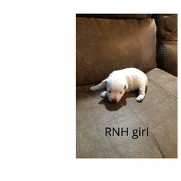 Miniature Schnauzer Puppies from RNH Schnauzers