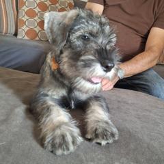 Girl 1 - Pepper and salt female Standard Schnauzer puppy in Mesquite, Texas from Ausgelassen Standard Schnauzers