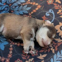 Eli - Liver male Miniature Schnauzer puppy in Ferndale, Washington from Blackhorse Schnauzers Washington state