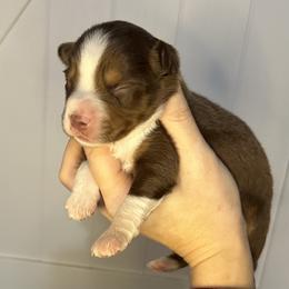 Woodrow - Red tri-color male Miniature American Shepherd puppy in Valley Springs, California from Raindance Ranch