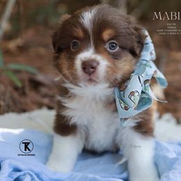 Mabel - Red Tri Female - Red tri-color female Australian Shepherd puppy in Nacogdoches, Texas from TK Standard, Mini, & Toy Aussies