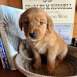 Blue - Dark golden male Golden Retriever puppy in Leadore, Idaho from Gunsight Goldens