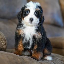 Echo - Tri-color male Bernedoodle puppy in Dundee, Ohio from Down Home Doodle