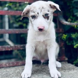 Boy 6 - red merle - Red merle male Border Collie puppy in Minden, Iowa from Rocking N Registered Border Collies & Labradors