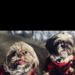 Shih Tzu Puppies from Casa de Santiago