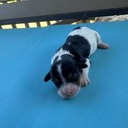 Taylor - Black and white female Cavapoo puppy in St. Louis, Missouri from Sweet Snuggles Cavapoos