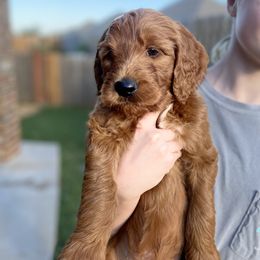 Goldendoodle Puppies from Bows & Ties Doodles