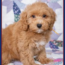 Vuitton - Red male Cockapoo puppy in Connersville, Indiana from Deaz Doodle Ranch