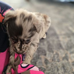 Crumpet - Red merle female Australian Shepherd puppy in Wrightsville, Georgia from Wild Magnolia Farms Aussies