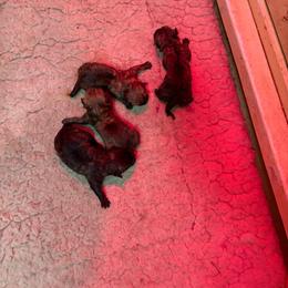 Glenda - Black brindle female Cairn Terrier puppy in Rockford, Illinois from Fae Hallow