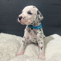 Boy Light blue - Dalmatian puppy from dreamz_dalmatianz101